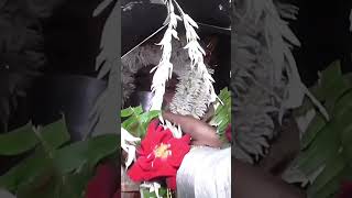 Aye Khuda Shukra Tera  Shorts   wedding  My Wedding  Shaadi