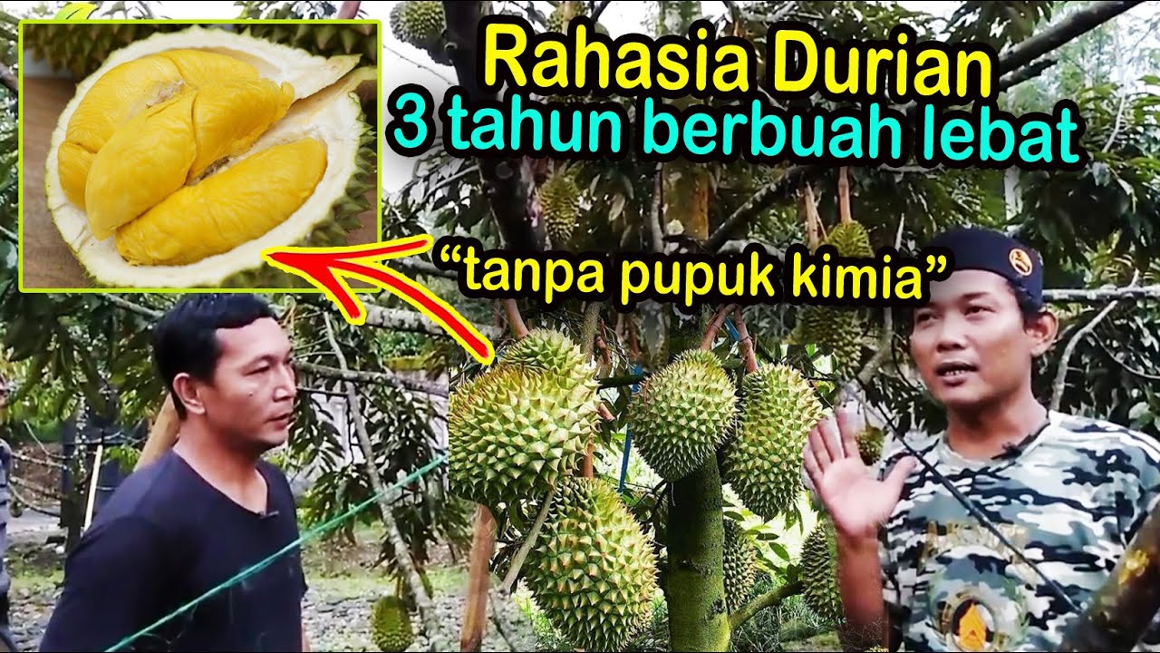 Pohon durian bawor pendek berbuah lebat, ini tipsnya