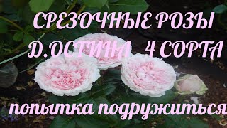 Срезочные розы Д.Остина.Миранда,Кейра,Эдит,Констанс.Я их люблю,а они меня не очень(