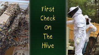 Our New Bee Colony: First Check On The Hive