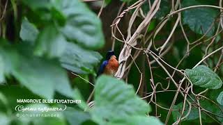 Mangrove blue flycatcher
