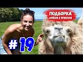 Приколы!!! ЗАСМЕЯЛСЯ - ПОДПИСАЛСЯ!! ЛУЧШИЕ ПРИКОЛЫ 2020 ТЕСТ НА ПСИХИКУ УГАР! #19