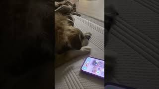 Cute Puppy Responds to Grandma's Voice on the Phone