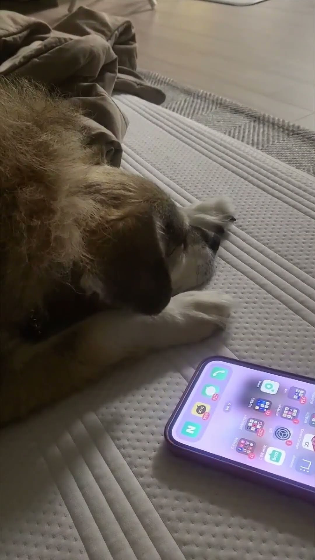Cute Puppy Responds to Grandma's Voice on the Phone