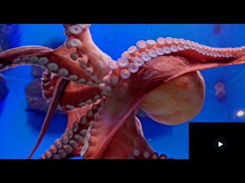 3 minute Octopus Timer with Relaxing Background Music
