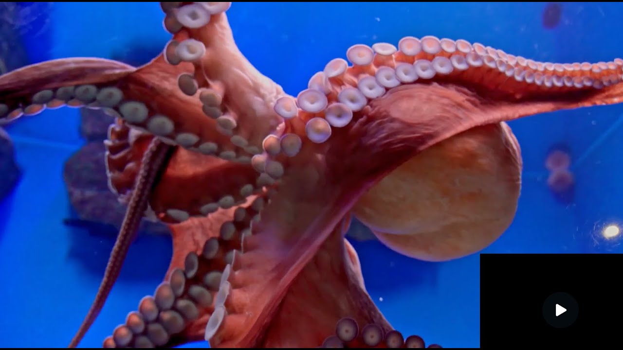 Octopus Timer 3 minute Octopus Timer with Relaxing Background Music - YouTube