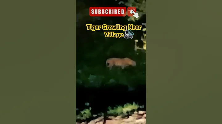 Tiger Growling #shorts