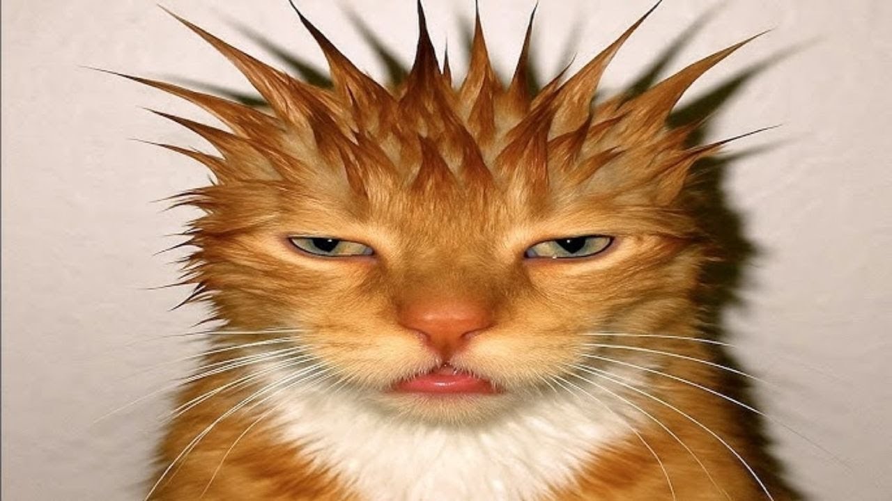 Cats forget to think.