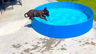 4 Month Old Dog Has Unreal Skills
