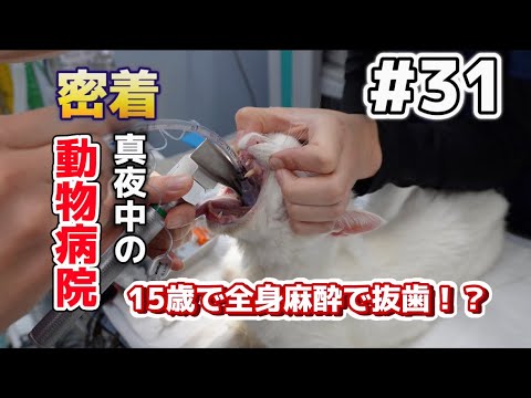 Save Animals' Lives! A Close Look at an Emergency Veterinary