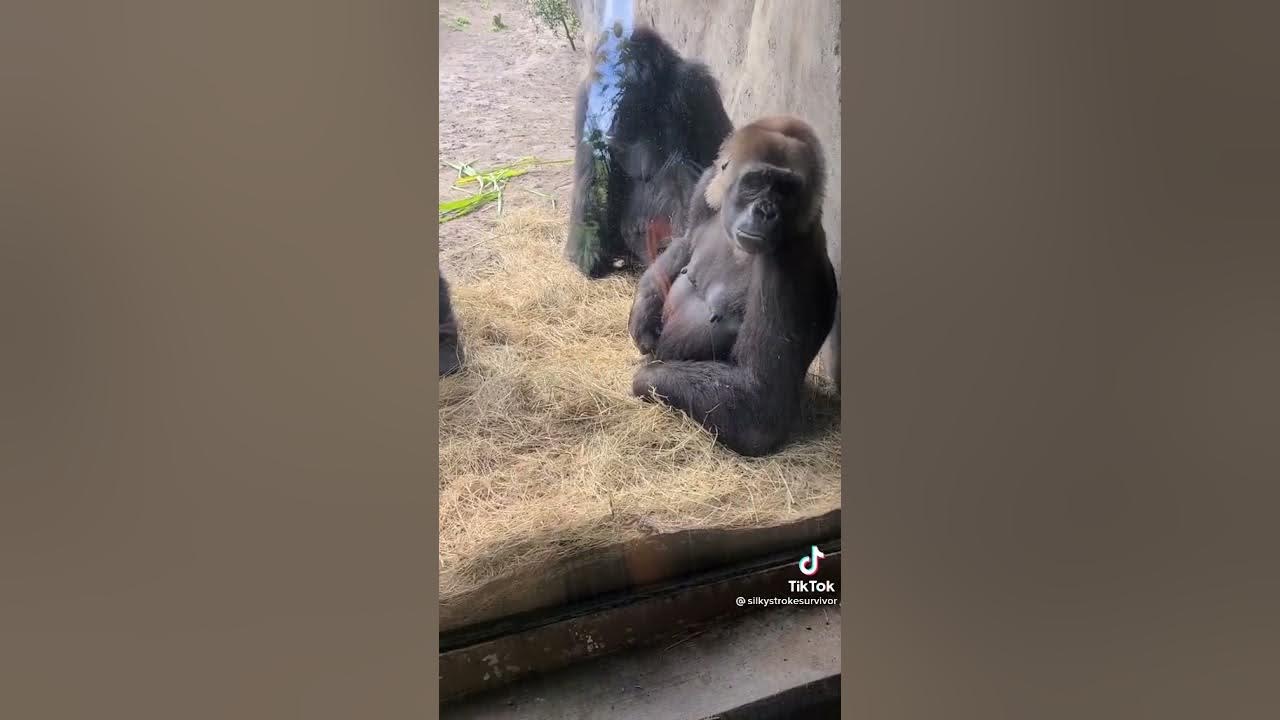 Gorillas VS Snake P2 YouTube