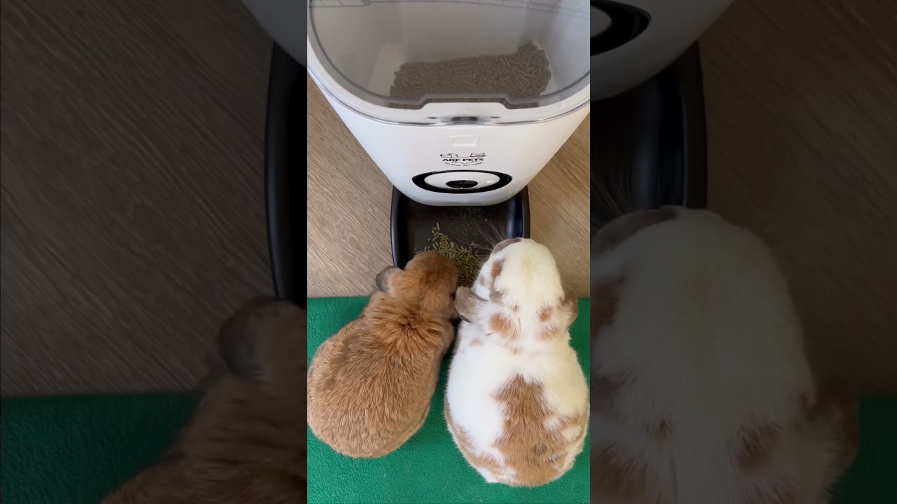 Who says Arf Pets is just for pups? 🐰🐾