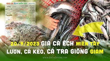 ✅ Giá Cá Ếch 20/9/2023 #ĐBSCL ↗️ Giá Cá Tra Giống, Cá Kèo, Lươn thịt GIẢM... Thát Lát, Trê Vàng TĂNG