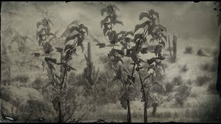 Blackcurrant Plant Location - Red Dead Redemption 2 (RDR2 Herbs)