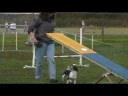 Scraps the Dogs Learns Teeter for Agility Runs