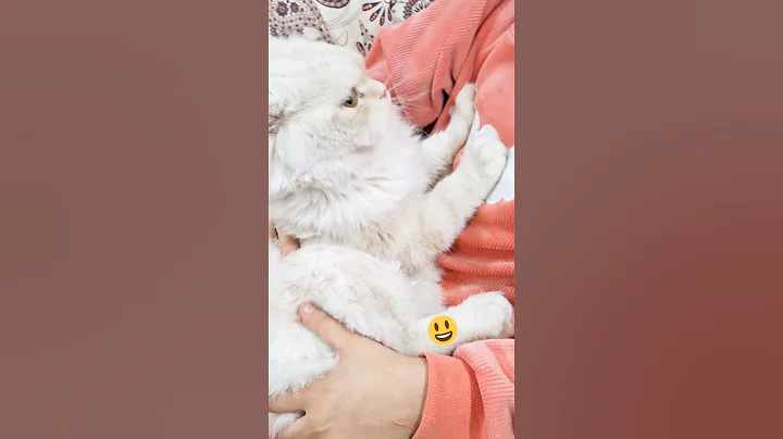 Watch the video about Cute cat massage😻#shorts #shortvideo #cat #cute #massage #relaxing #cattv #funny #funnyvideo
