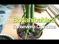 Sansevieria Cylindrica Snake Plant How to Harvest the Babies