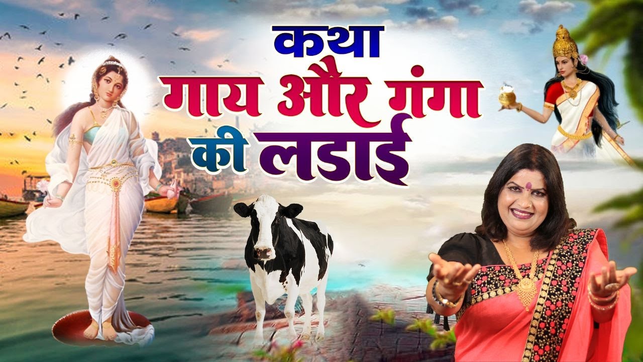 Story of fight between cow and Ganga Voice   Sanjo Baghel