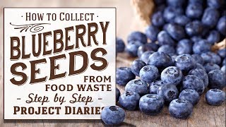 ★ How to: Collect Free Blueberry Seeds from Food Waste (A Complete Step by Step Guide)