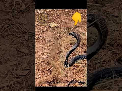 شاهد النمس يتمردح و يقتل الكبرى