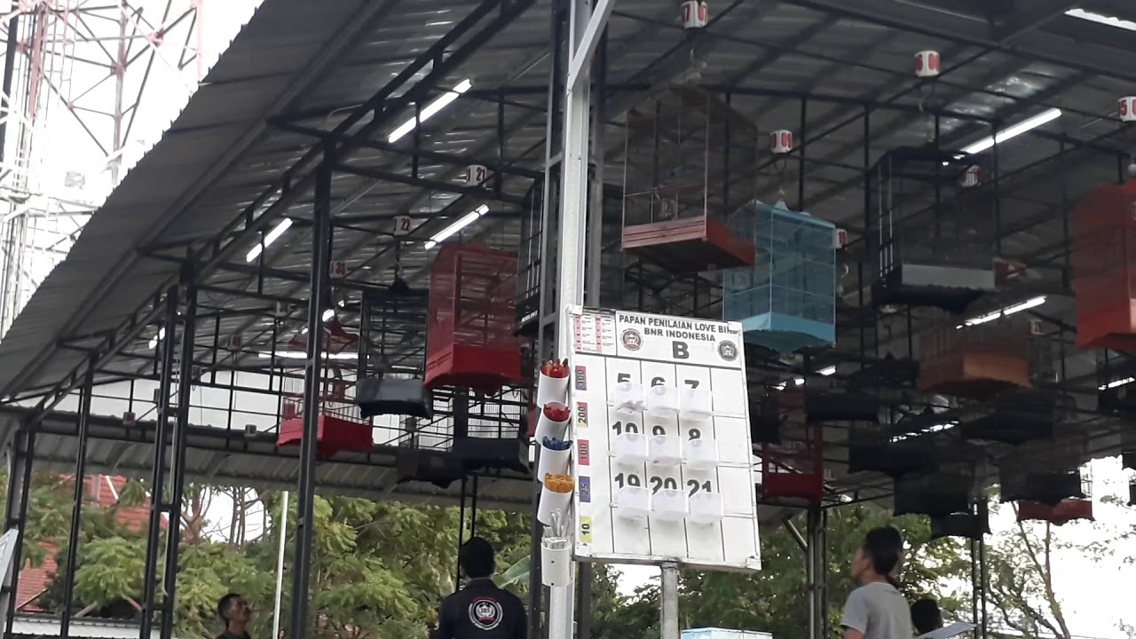 Lombah burung cucak hijau (di cerme kabupaten gersek) 