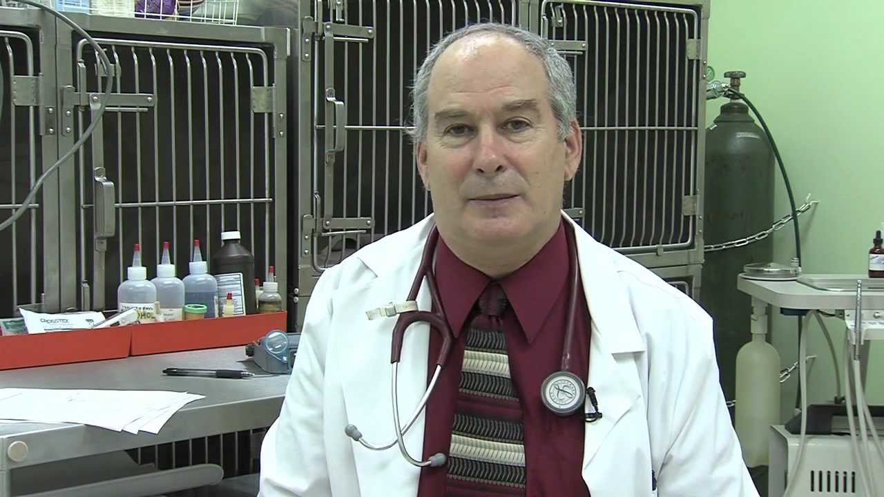 Wagging Tails Animal Hospital - Alternative Advertisement