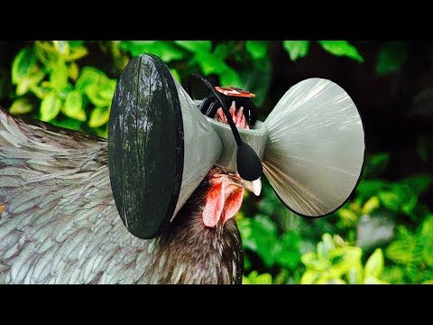 Virtual Reality For Chicken Happiness - Livestock Living In The Matrix