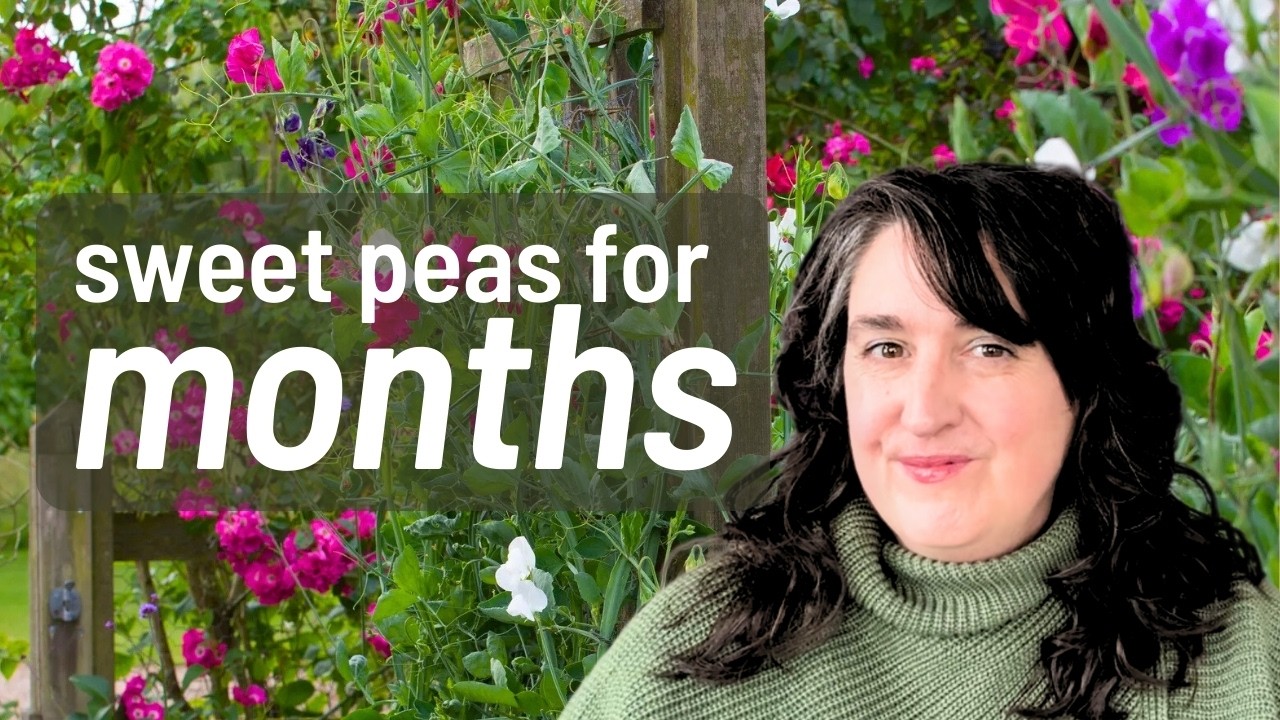 Эксперименты с душистым горошком 🌸 Можно ли продлить сезон?