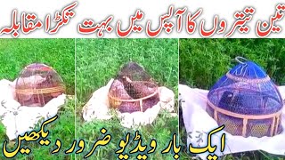 Three Black Francolin Competition  Kala Teetar Muqabala       