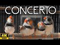Zebra Finch Songs 🎵 "Four Great Composers" 🎵  Four Finches Concert [4K]