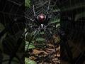 O RITUAL MORTAL DA VIÚVA-NEGRA #curiosidades #vidaselvagem #fatoscuriosos #vidaanimal