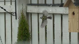 Slow Motion Blue Tit Flying At 1000Fps