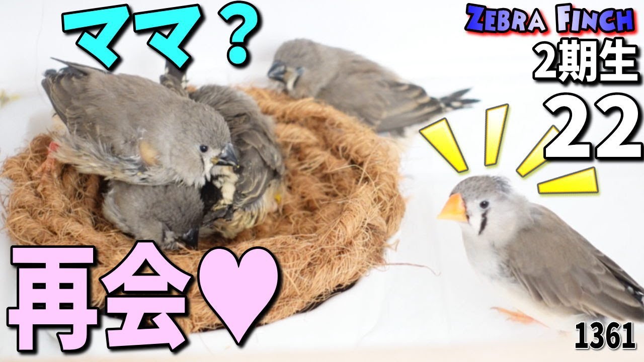 保護した雛とママの久しぶりの再会♥母は凄い・キンカチョウ【お寿司隊