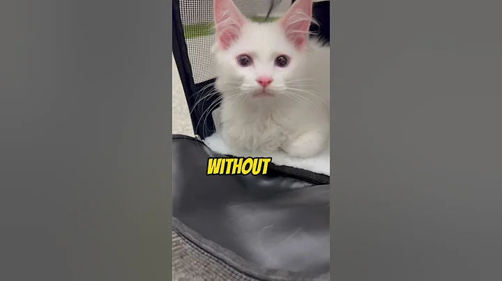 Watch the video about They’re irreplaceable ❤️ #funny #cats #catlife #cute #love #eshesh #viral #catvideos #pet