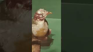 Some Rare Philippine Birds Animals Museum