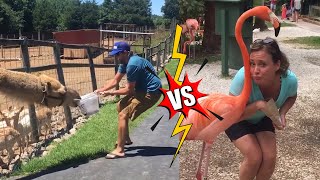 Animal Trolling Human || Try Not To Laugh 😆 Top Funniest Video Moments Of The Week