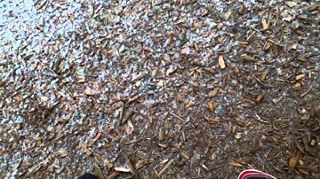 Jg m4 s-system enhanced version shooting test.