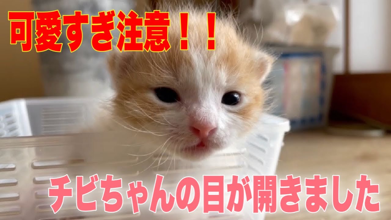 可愛すぎ要注意！】ベビにゃんのお目々が開きました【Kitten】 - YouTube