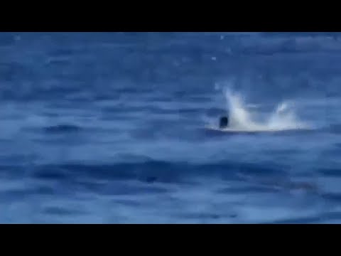 The HORRIFYING Last Moments Of Omar Conger: EATEN By A Great White