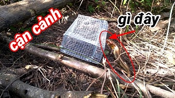 Test cận cảnh,, bẫy rắn mối năm 2023.. QUÁ  DỬ.