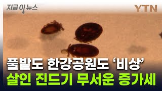 심하면 사망까지도...'치사율 30%' 참진드기, 무서운 증가세 [지금이뉴스] / YTN