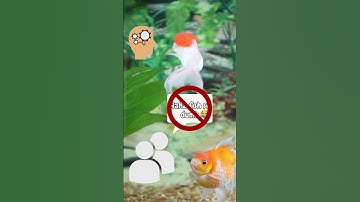 Do goldfish really have a terrible memory?