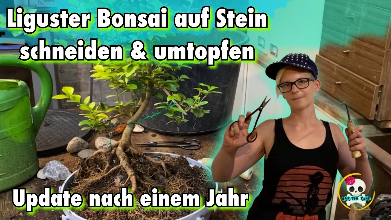 Liguster Bonsai ( Bonsai auf Stein ) Liguster umtopfen, schneiden & Wurzeln  gestalten
