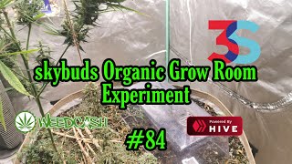SkyBuds Organic Grow Room Living Soil Experiment #84 - AutoFlowers In
