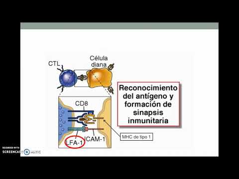 Vídeo: Citotoxicidad Y Actividad Antiplasmodial De Derivados Fenólicos De Albizia Zygia (DC.) JF Macbr. (Mimosaceae)