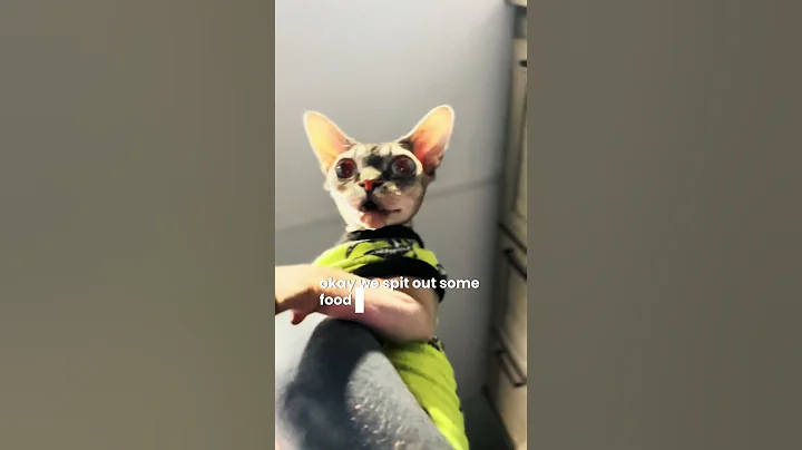 Video 7388691: sphynx cats pets, sphynx cats family