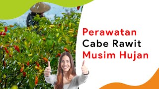 Perawatan Tanaman Cabe Saat Sudah Berbuah, Musim Hujan