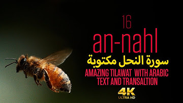 Surah An-Nahl (16, سورة النحل) full with English Translation, 4k UHD