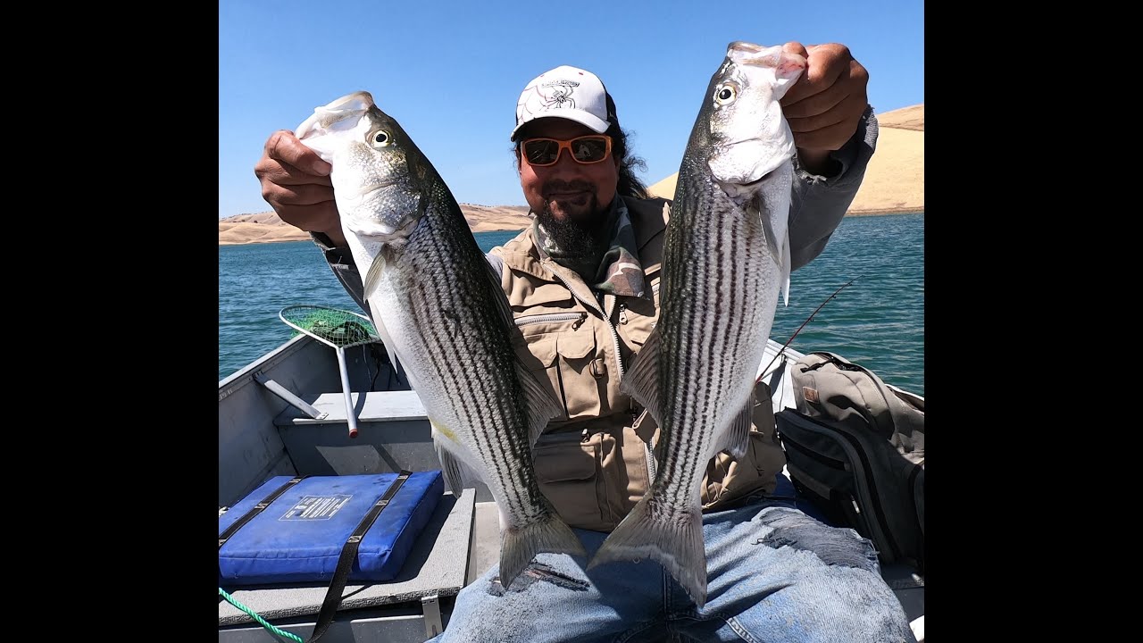 Striped Bass Limit Striper Fishing Los Vaqueros Reservoir San Francisco