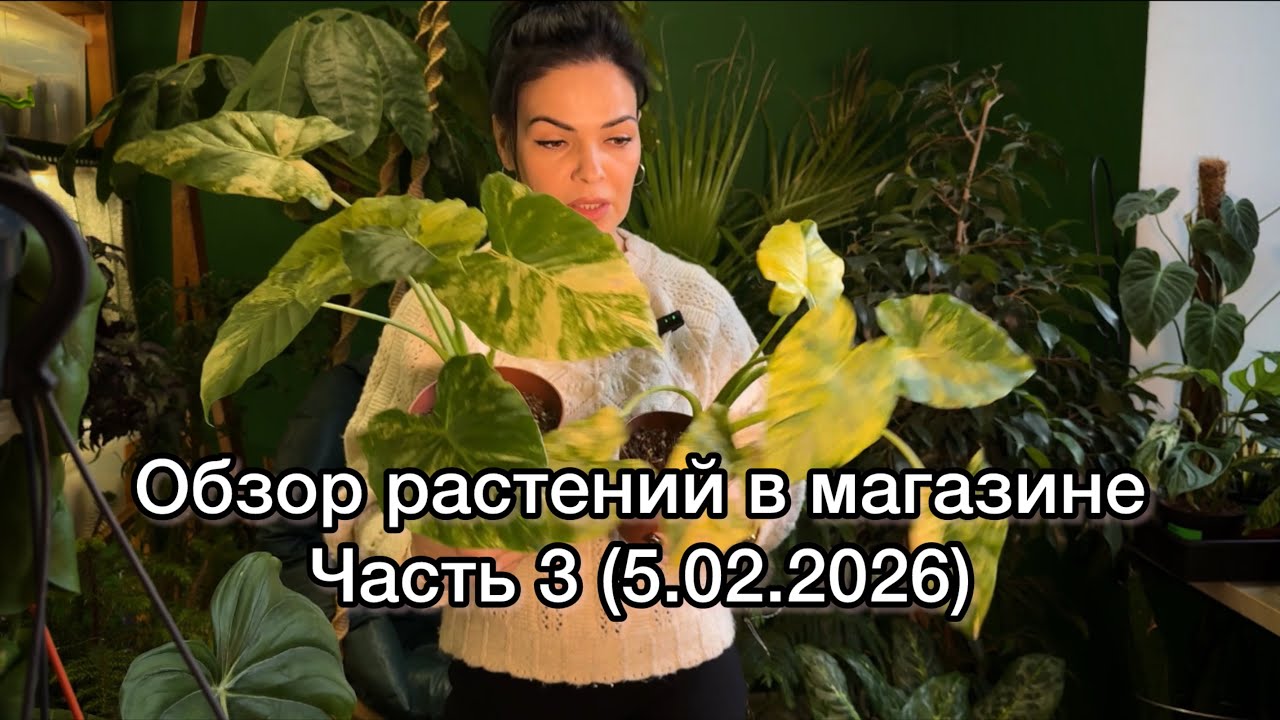 Обзор растений в магазине🌱Часть 3 (5.02.2026)
